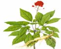 Ginseng Extract 